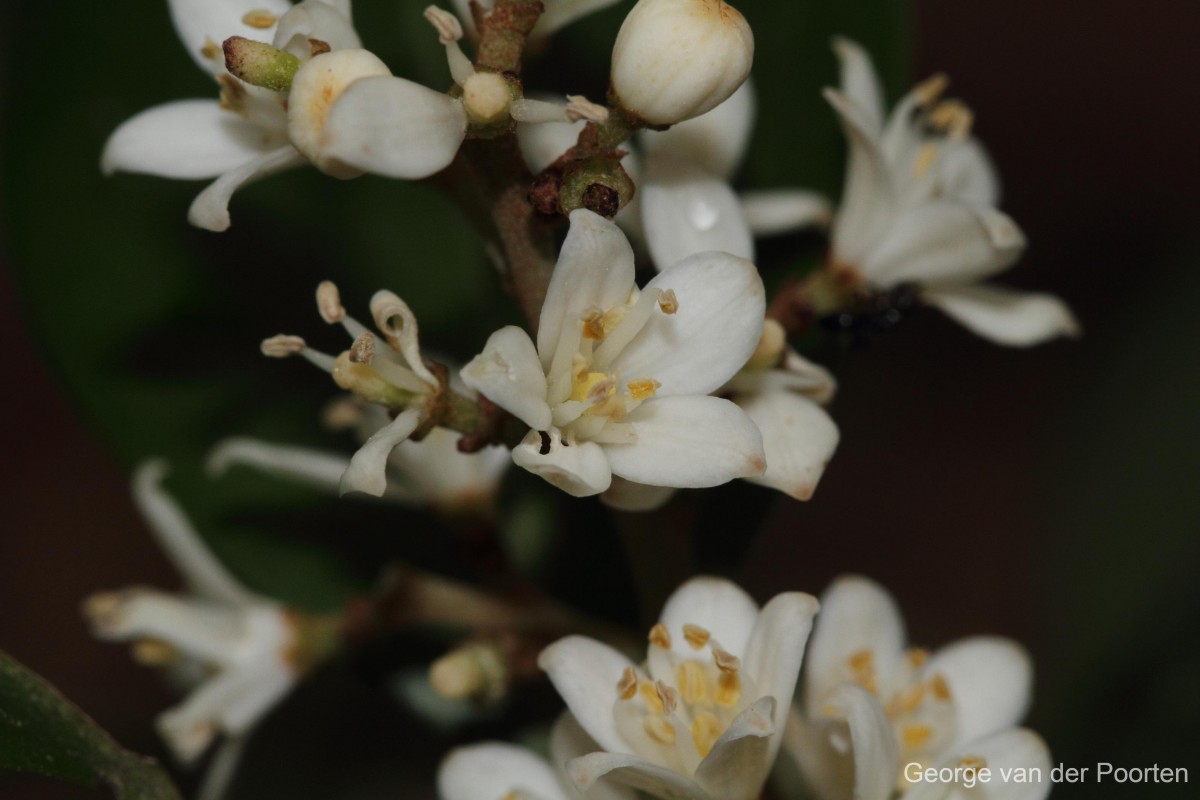 Glycosmis angustifolia Lindl. ex Wight & Arn.